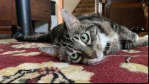 World of Warcraft's hardest puzzle, a Make-A-Wish teen, and her cat