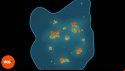 Golden Apple Archipelago Genshin Impact map Conch locations