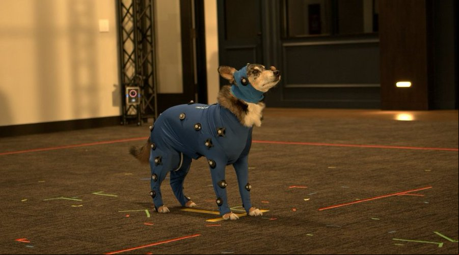Red Dead Redemption 2 dog dead: An adorable dog, Einstein, who plays Cain in Red Dead Redemption 2, wearing a motion-capture suit