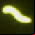 The roman numeral for one in the Black Ops 6 Zombies The Tomb main quest.